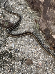 Thamnophis sirtalis semifasciatus