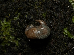 Cystopelta purpurea