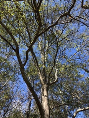 Quercus nigra