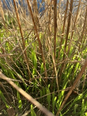 Grindelia integrifolia