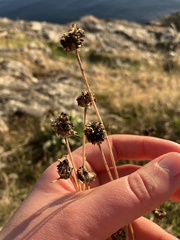 Grindelia integrifolia