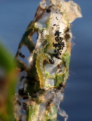 Herpetogramma bipunctalis