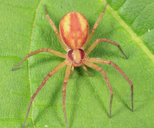Philodromus rufus nuotrauka