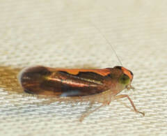 Metacephalus