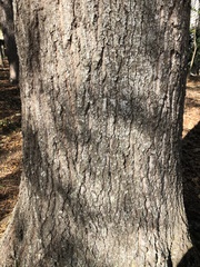 Quercus nigra