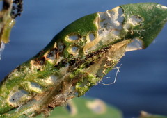 Herpetogramma bipunctalis