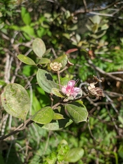 Rhodomyrtus tomentosa