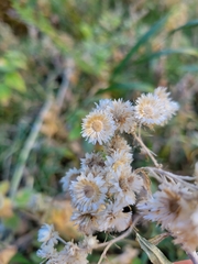 Pseudognaphalium canescens