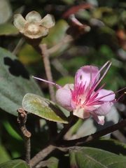 Rhodomyrtus tomentosa