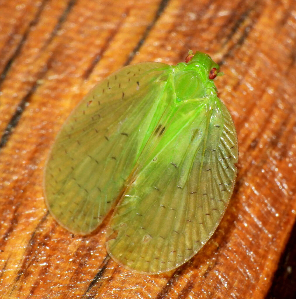 Alcestini