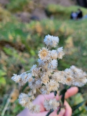 Pseudognaphalium canescens