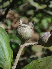 Rhodomyrtus tomentosa