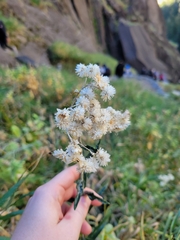 Pseudognaphalium canescens
