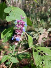 Salvia mocinoi
