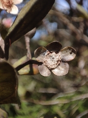 Rhodomyrtus tomentosa