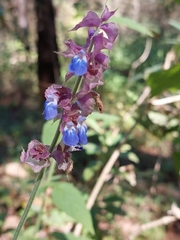 Salvia mocinoi