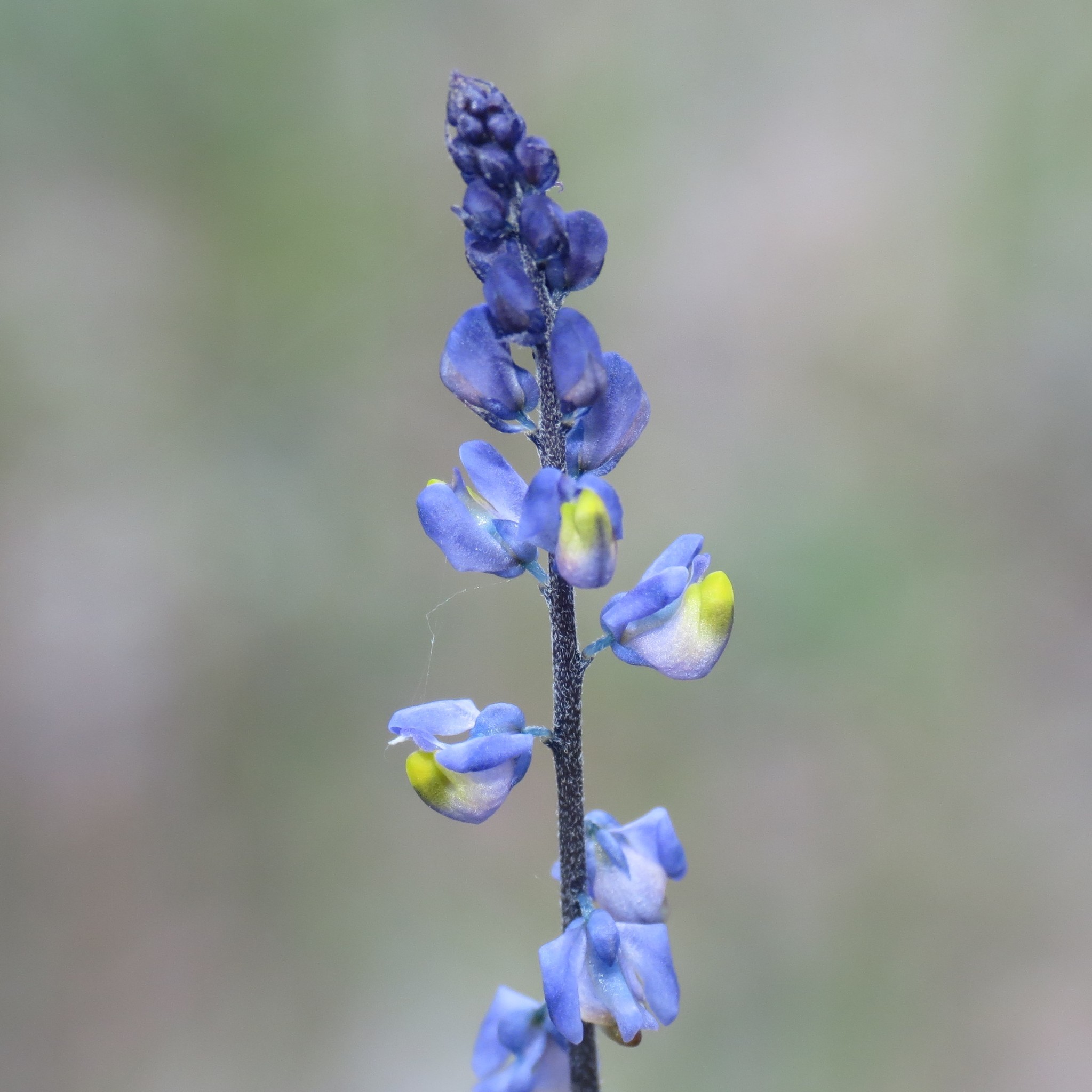 Monnina wrightii