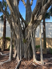 Ficus benghalensis