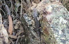 Diporiphora australis