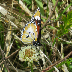 Danaus petilia