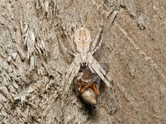 Tamopsis fickerti