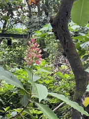 Megaskepasma erythrochlamys