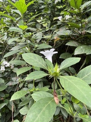 Megaskepasma erythrochlamys