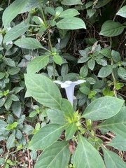 Megaskepasma erythrochlamys