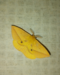 Adetomeris microphthalma