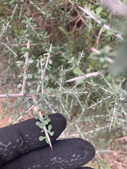 Condalia spathulata
