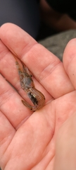 Palaemon affinis