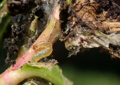 Herpetogramma bipunctalis