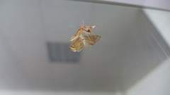 Eoophyla gibbosalis