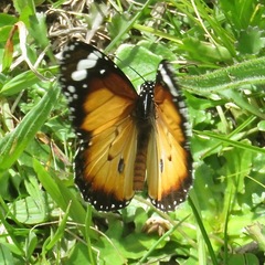 Danaus petilia