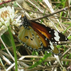 Danaus petilia