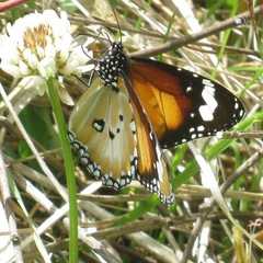 Danaus petilia