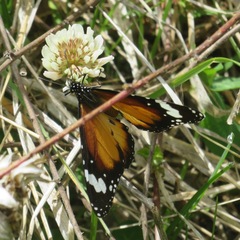 Danaus petilia