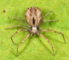 Philodromus minutus