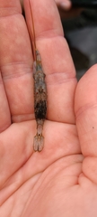 Palaemon affinis