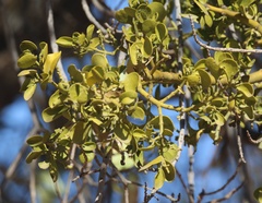 Phoradendron leucarpum