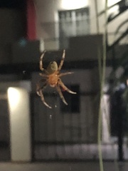 Eriophora ravilla