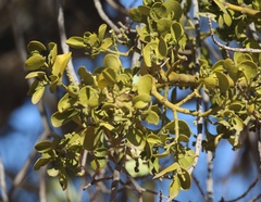 Phoradendron leucarpum