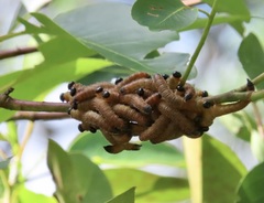 Perga affinis