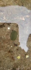 Chiton glaucus