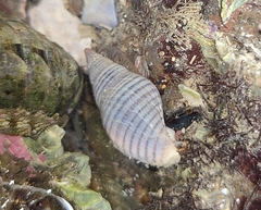 Buccinulum littorinoides