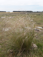 Nassella charruana