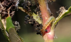 Herpetogramma bipunctalis
