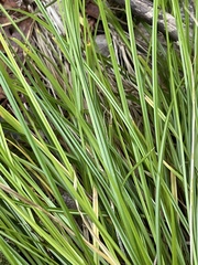 Carex nudata