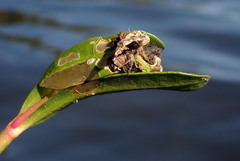 Herpetogramma bipunctalis