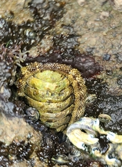 Sypharochiton pelliserpentis